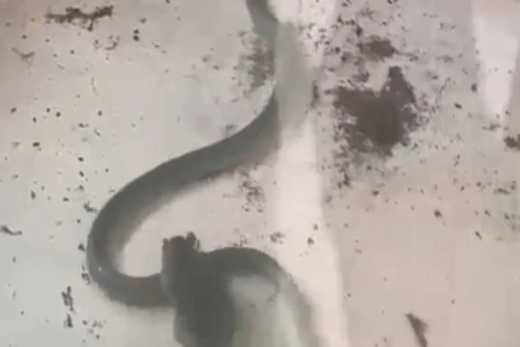  Siçan və ilanın   döyüşü -  VİDEO 