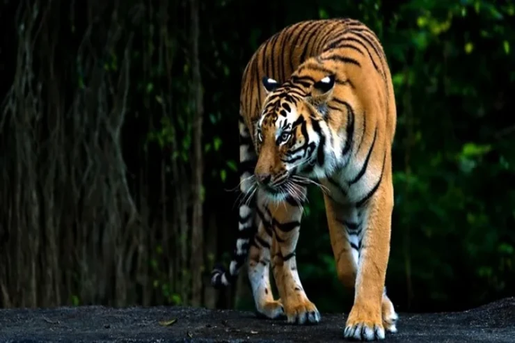 3 nəfəri parçalayan pələngə görə  18 məktəb BAĞLANDI 