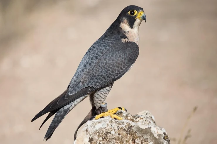 Uçanda ovlanır və quşlarla qidalanır - Dünyanın ən sürətli quşu 