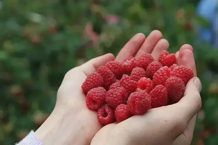 Bir ovuc bəs edir  - Şəkəri və təzyiqi tənzimləyir 