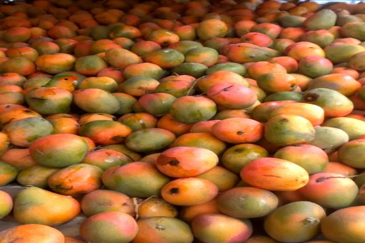 Dahilərin yalnız 1 faizi 7 saniyəyə tutuquşunu  tapacaq: Qeyri-adi tapmaca 