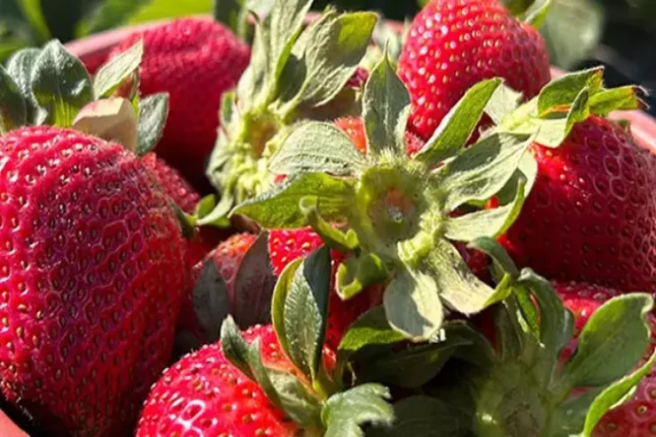 Bir qaşıq əlavə edin  - Çiyələklərin kiflənməsinin qarşısını alır 