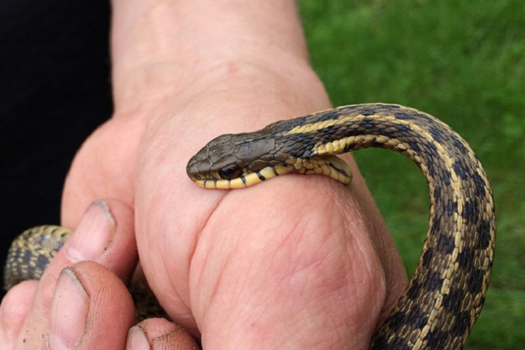 Samuxda 56 yaşlı kişini ilan sancdı 