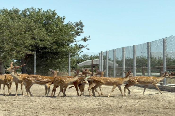 Bakıda heyvanların qanunsuz saxlanıldığı  aşkar olundu