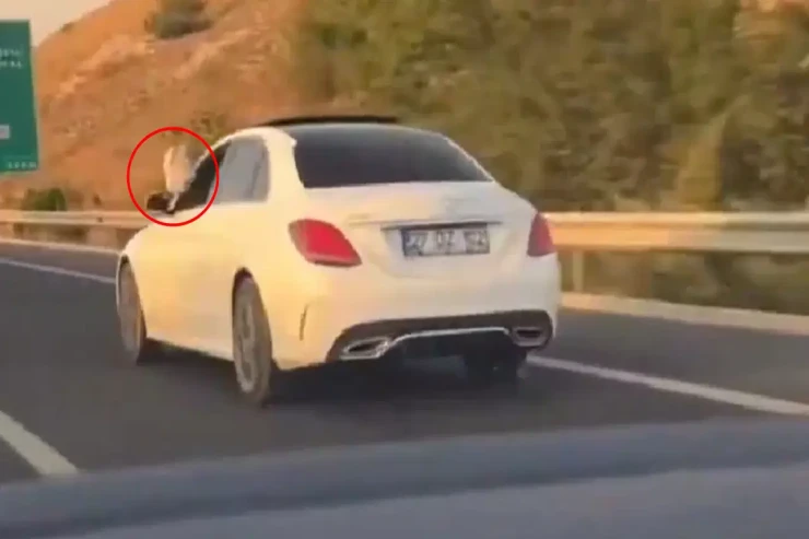 Baş prokurorun oğlu ayaqlarını  çölə çıxarıb  maşın sürdü -  VİDEO 