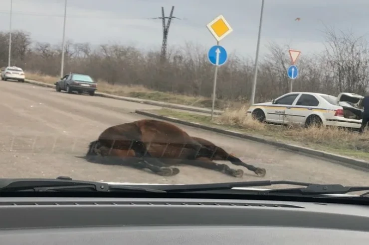 Goranboyda yük maşını atı vurub öldürdü 