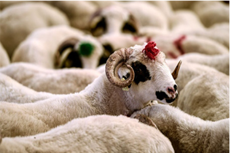 Qurbanlıq alarkən diqqətli olun: Ölümcül  xəstəlik riski 