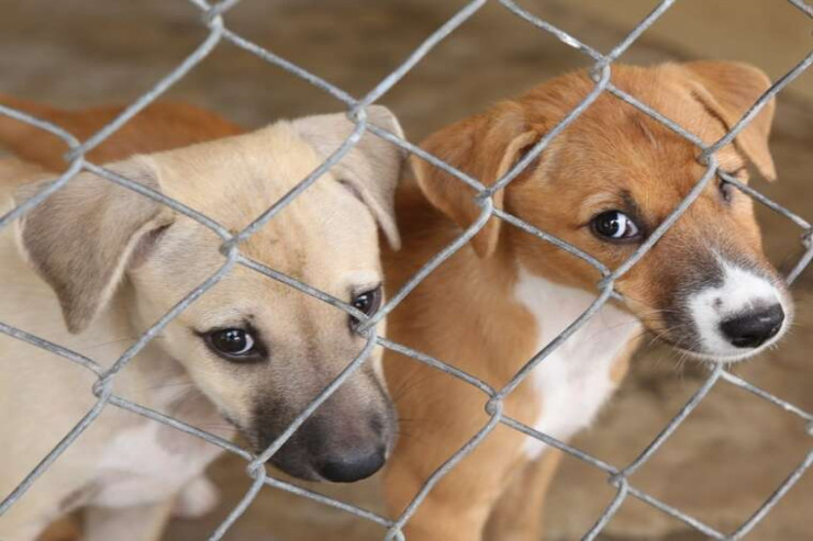 Dəhşətli cinayət:  İtləri zorlayan kişilər  tutuldu