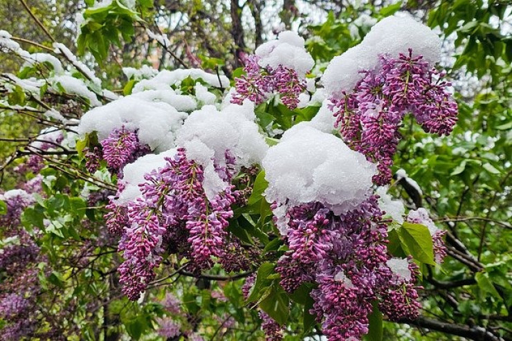 Sabah bu ərazilərə qar yağacaq   - Hava PROQNOZU 