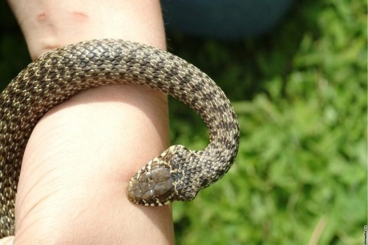 Qaxda gənc oğlanı ilan sancdı 