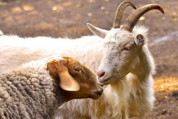 Zaqatalada fermanın qoyun-keçiləri oğurlandı - VİDEO 