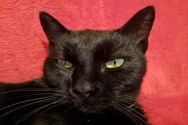 Dünyanın ən zəngin pişiyi 