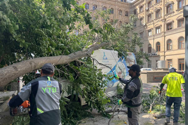 Güclü külək Bakıda ağacları aşırdı - FOTOLENT 