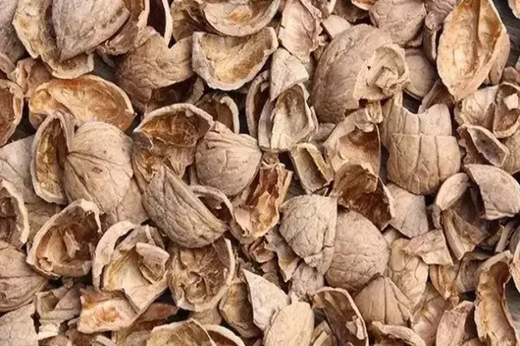 Qoz qabığı tüklərin kökünü qurudur 