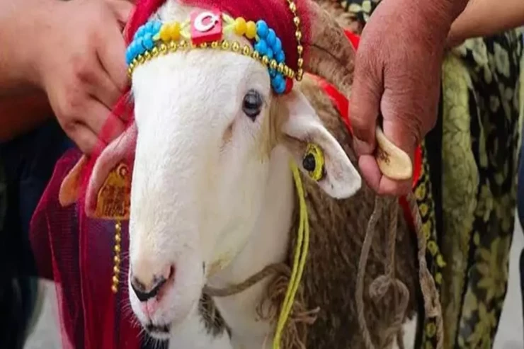 Bayram günləri yediklərimizə niyə diqqət etməliyik? - ARAŞDIRMA 