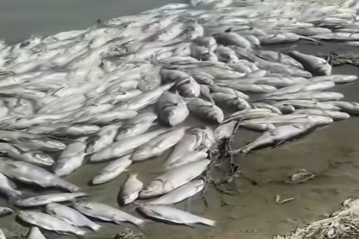 Məhəmmədi gölündə qırılan balıqlarla bağlı SUALLAR - Zəhərləyiblər?  -VİDEO 