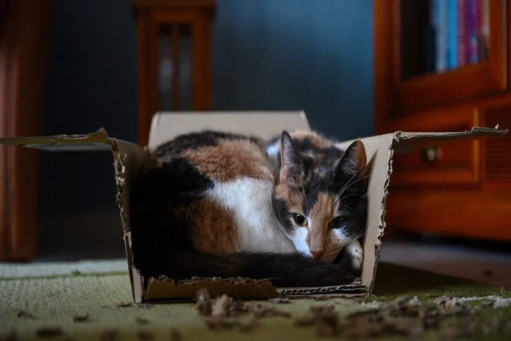 Pişiklər yatmaq üçün niyə qəribə yerləri seçirlər? 