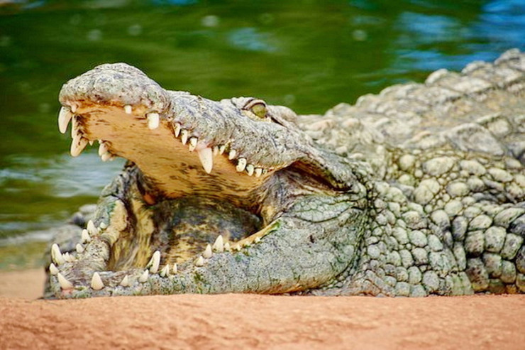 Timsah azyaşlını çayda yedi 