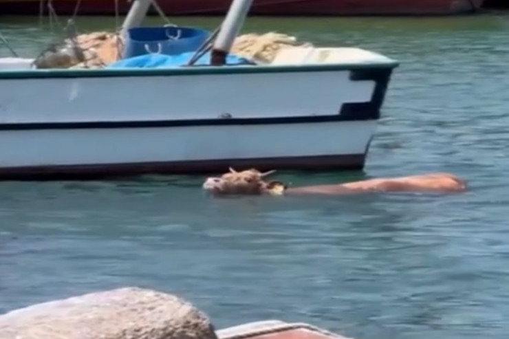 Qurbanlıq dana özünü dənizə atdı - VİDEO 