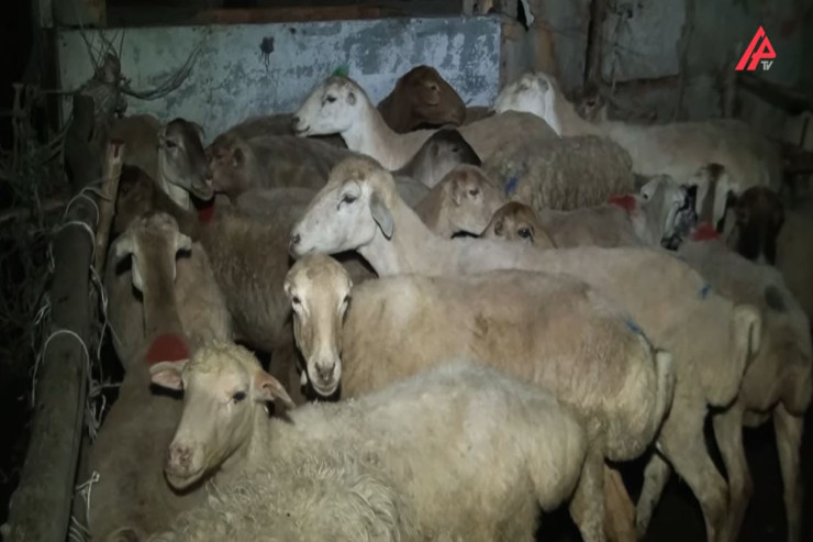 700-800 manata qurbanlıq qoç - Bərdə bazarından reportaj - VİDEO 