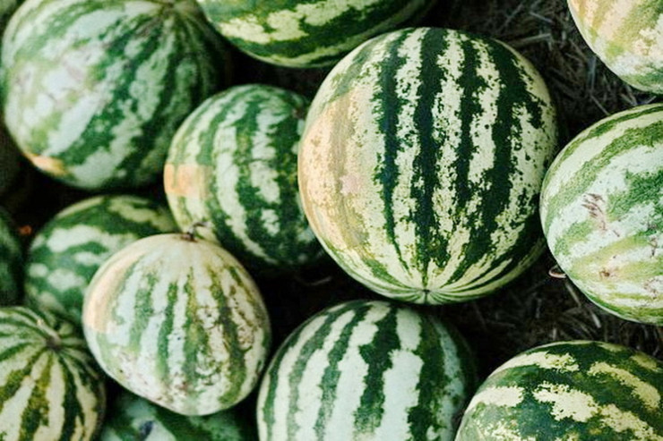 Şagird İrandan gələn qarpızları  oğurlayıb yoldan keçənlərə verdi - VİDEO 