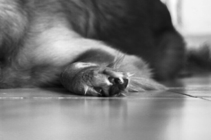 İtini o qədər döydü ki, özü öldü 