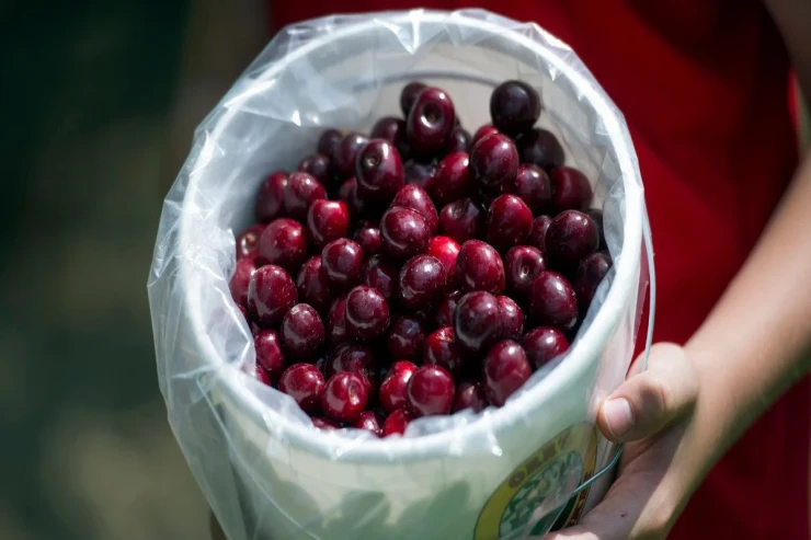 Albalını düzgün saxlamaq qaydası: yay dadını necə qorumaq olar? 
