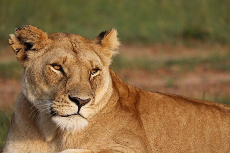 Aslan tualetə gedən iş adamını parçaladı 