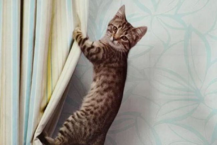 Pişiyi pərdələrə dırmaşmaqdan və onları cırmaqdan yayındırmağın YOLLARI 