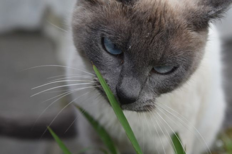 Bu qoxular pişiklərdə panikaya səbəb olur: evdə istifadə etməyin 