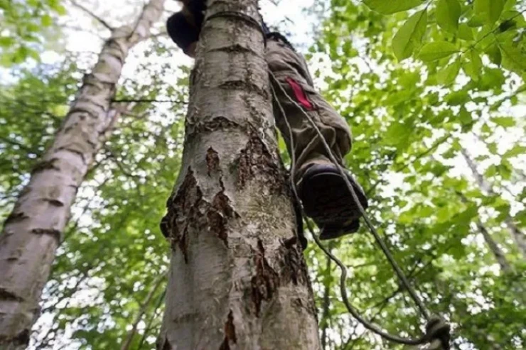 Azərbaycanda tanınmış yazıçı tut ağacından yıxıldı,  sümükləri sındı