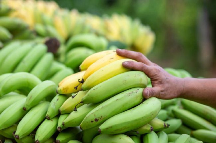 Yaşıl banan xərçəngə yoluxmanın  qarşısını alır