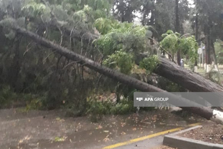 Güclü külək Zaqatala və Balakəndə fəsadlara  səbəb oldu