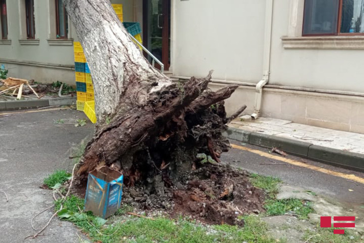 Azərbaycanda külək gücləndi - GÜNÜN HAVASI 