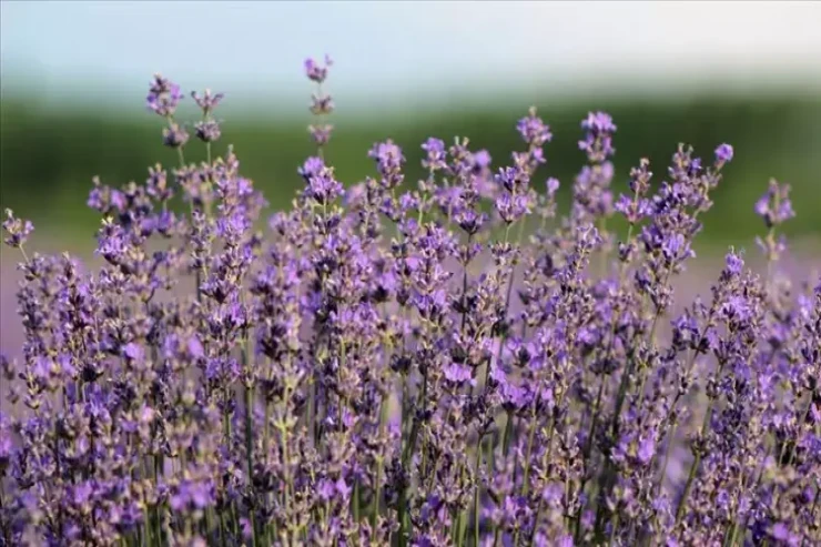 Milçəklərin və həşəratların kökünü kəsir:  hər otaqda 1 ədəd saxlayın 