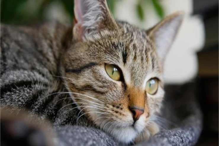 Pişiklər sahiblərini necə tanıyır, yad insanları necə ayırd edir? 