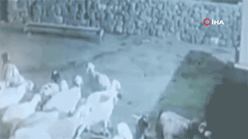 Qoyun özünü ölülüyə vurub canavardan qurtuldu - VİDEO 