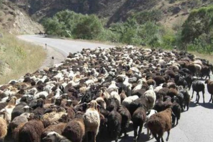 Yük maşını çobanı vurdu, qoyunları tələf etdi