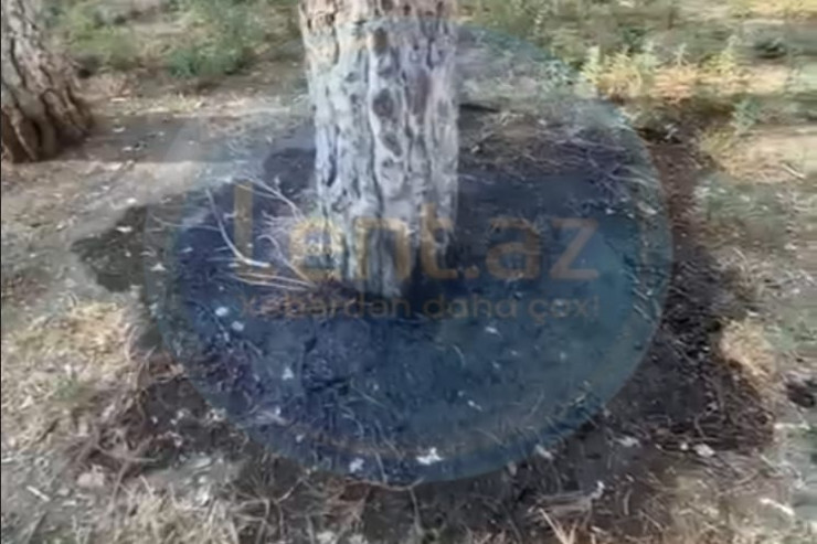 Xırdalanda BİABIRÇILIQ:  ağacları maşın yağı ilə qurudurlar -VİDEO  -YENİLƏNİB 