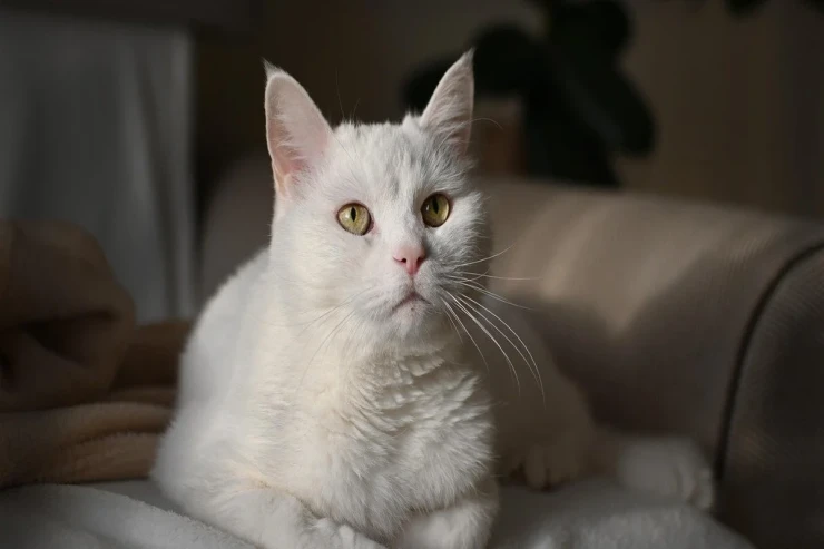 Pişiklər səhərlər niyə sahiblərini oyadır? 