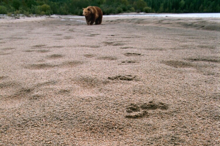 İki nəfəri yeyən ayı GÜLLƏLƏNDİ - VİDEO 