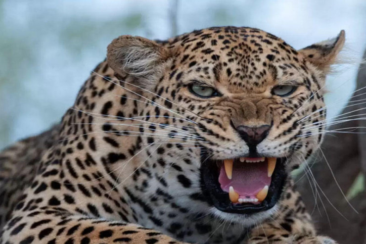 Bəbir 4 yaşlı qızı anasının yanından aparıb yedi 