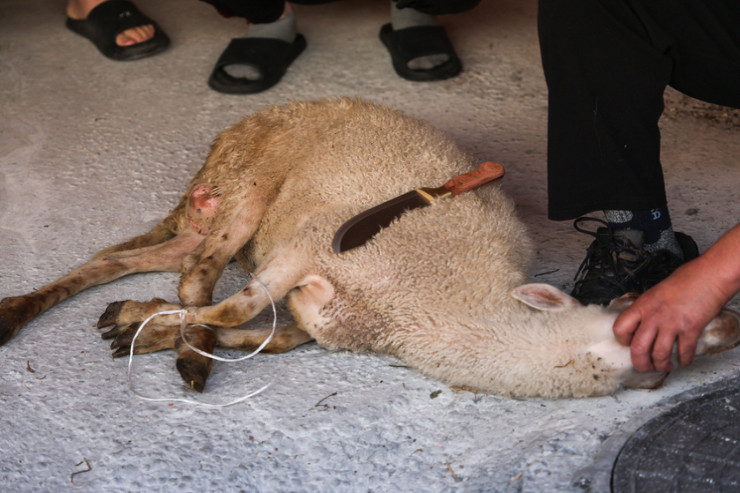 Yeni doğulan oğlan üçün qoç kəsən  azərbaycanlı ölkədən QOVULDU 