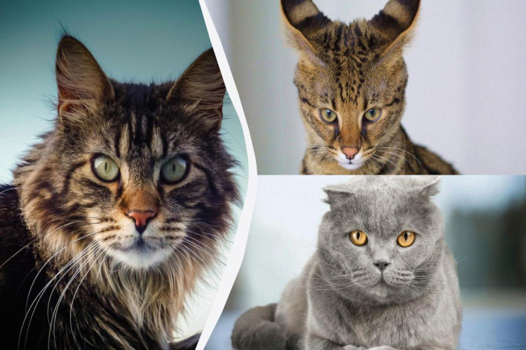 Avtomobil qədər  qiyməti olan   PİŞİKLƏR: İnsanlar onlar üçün minlərlə dollar  ödəyir