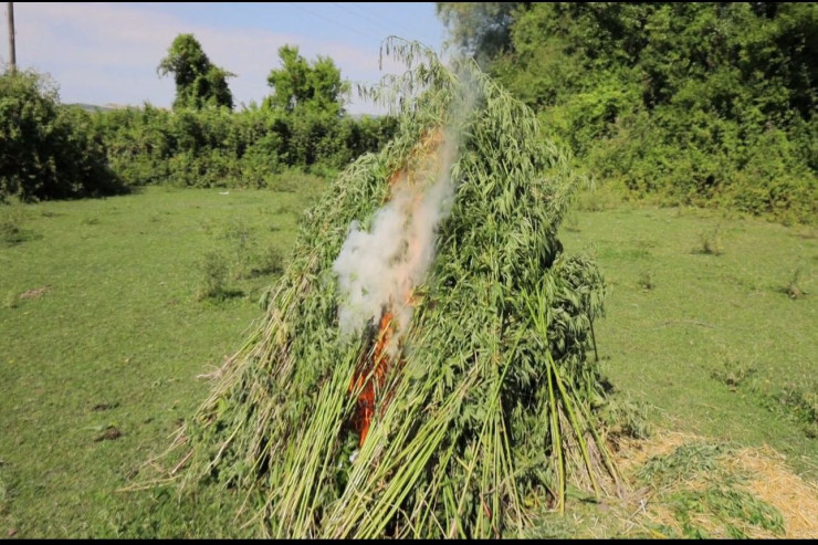 Qəbələdə 4 ton narkotik  belə məhv edildi