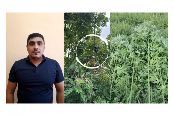 Bağını narkotik plantasiyasına  çevirdi, videokameralarla nəzarət etdi