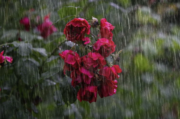 Sabah leysan yağacaq, dolu düşəcək - PROQNOZ 