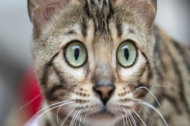 Allergiyası olan insanlar üçün ən uyğun pişik cinsləri 