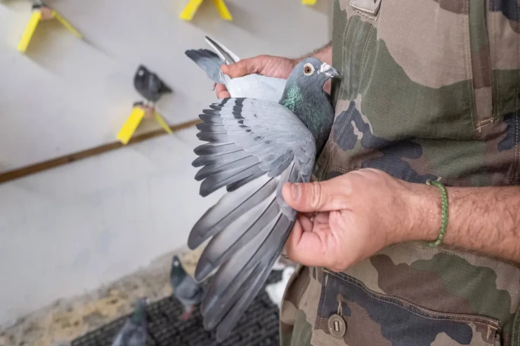 Göyərçinlərdən  istifadə edən   Avropanın son ordusu - Maraqlı fakt 