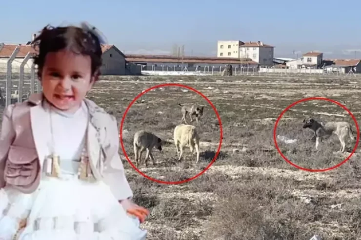 Küçə itləri 2 yaşlı qızı parçaladı 